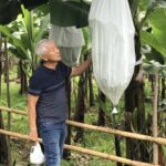 Visitation at Organic Banana Plantation at Sibulan, Davao City